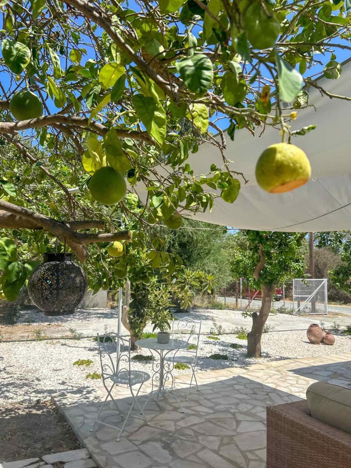 Apartment The Oliveorange Grove House!
